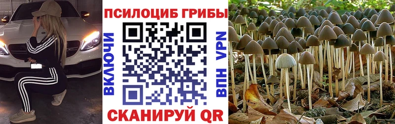Галлюциногенные грибы Psilocybine cubensis  Купить где  Южа 